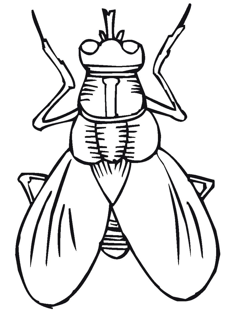 Cute Bug Coloring Pages