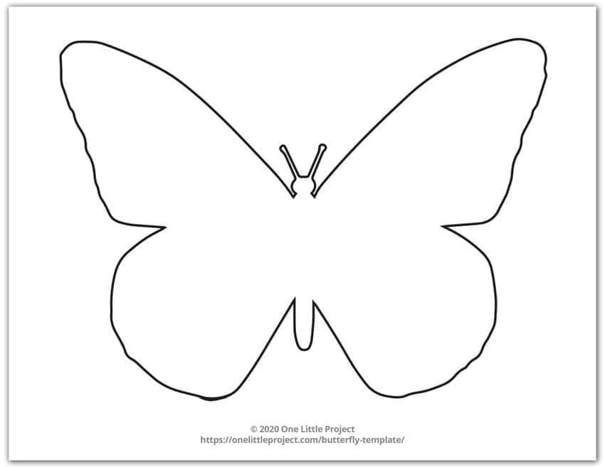 Butterfly Template