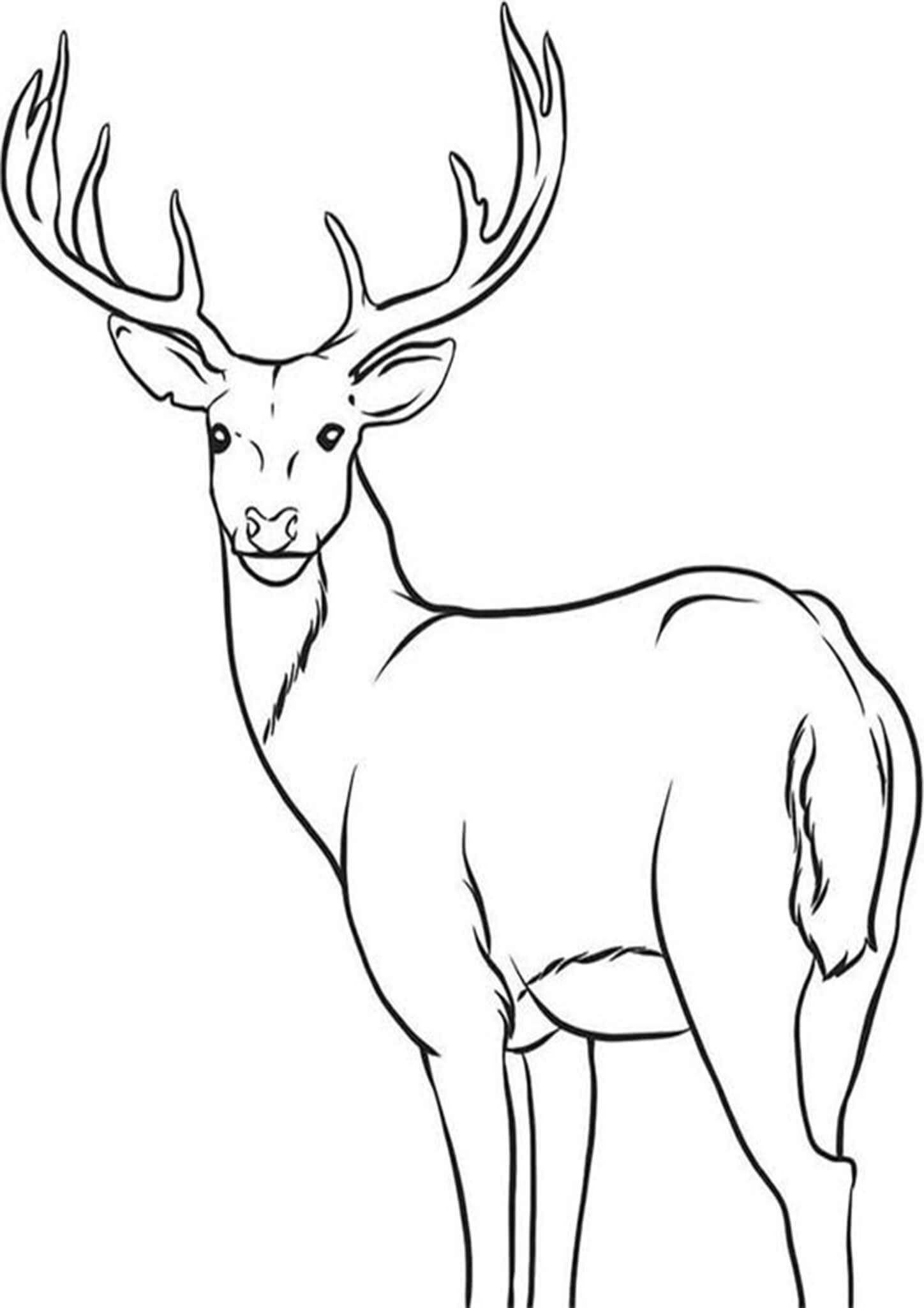 Free Easy To Print Deer Coloring Pages