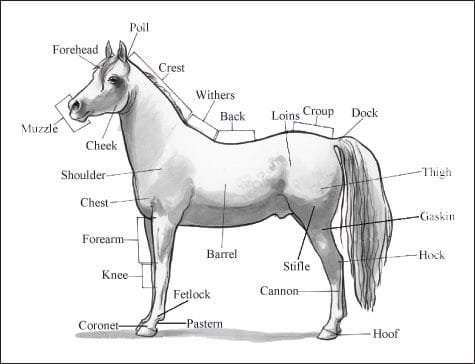 Printable Parts Of A Horse