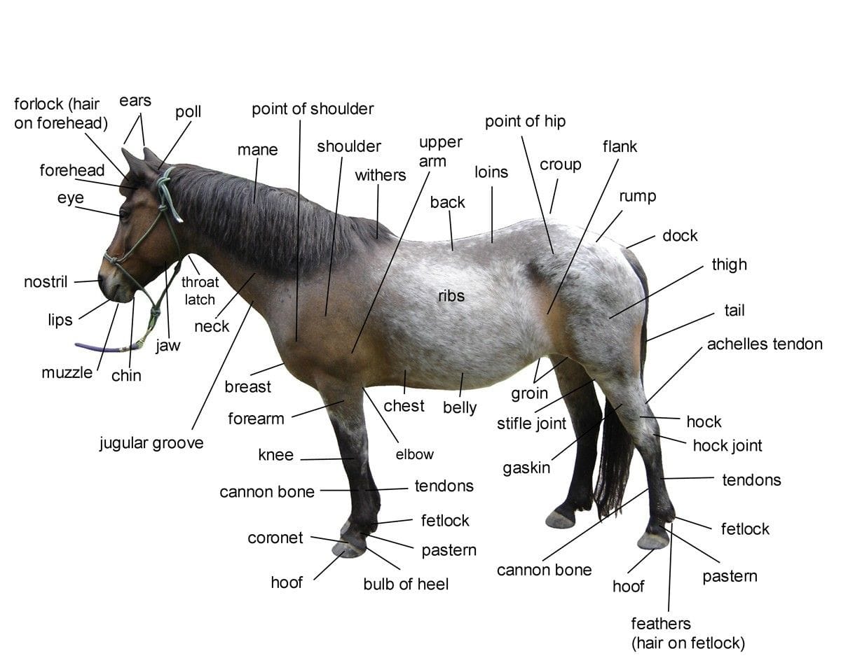 Identifying Horse Parts and Markings