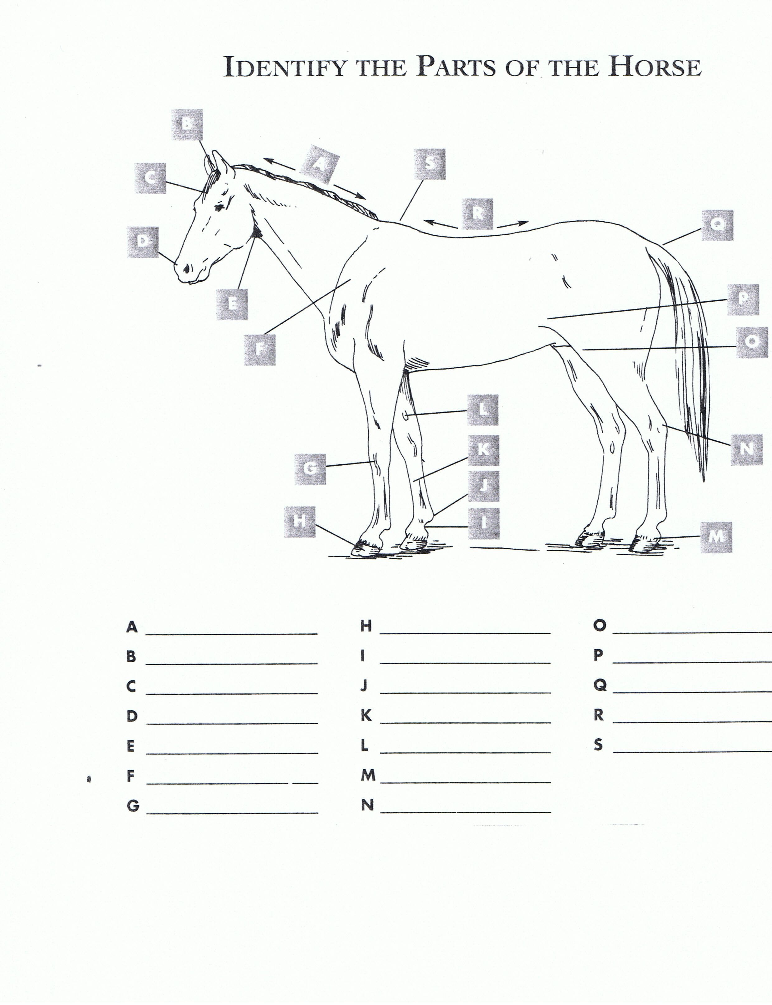 Parts Of A Horse Labeled