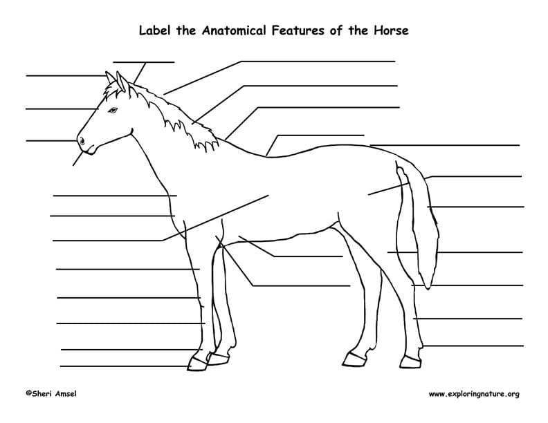 Printable Parts Of The Horse Worksheet