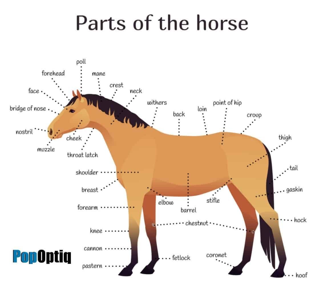 Printable Parts Of A Horse