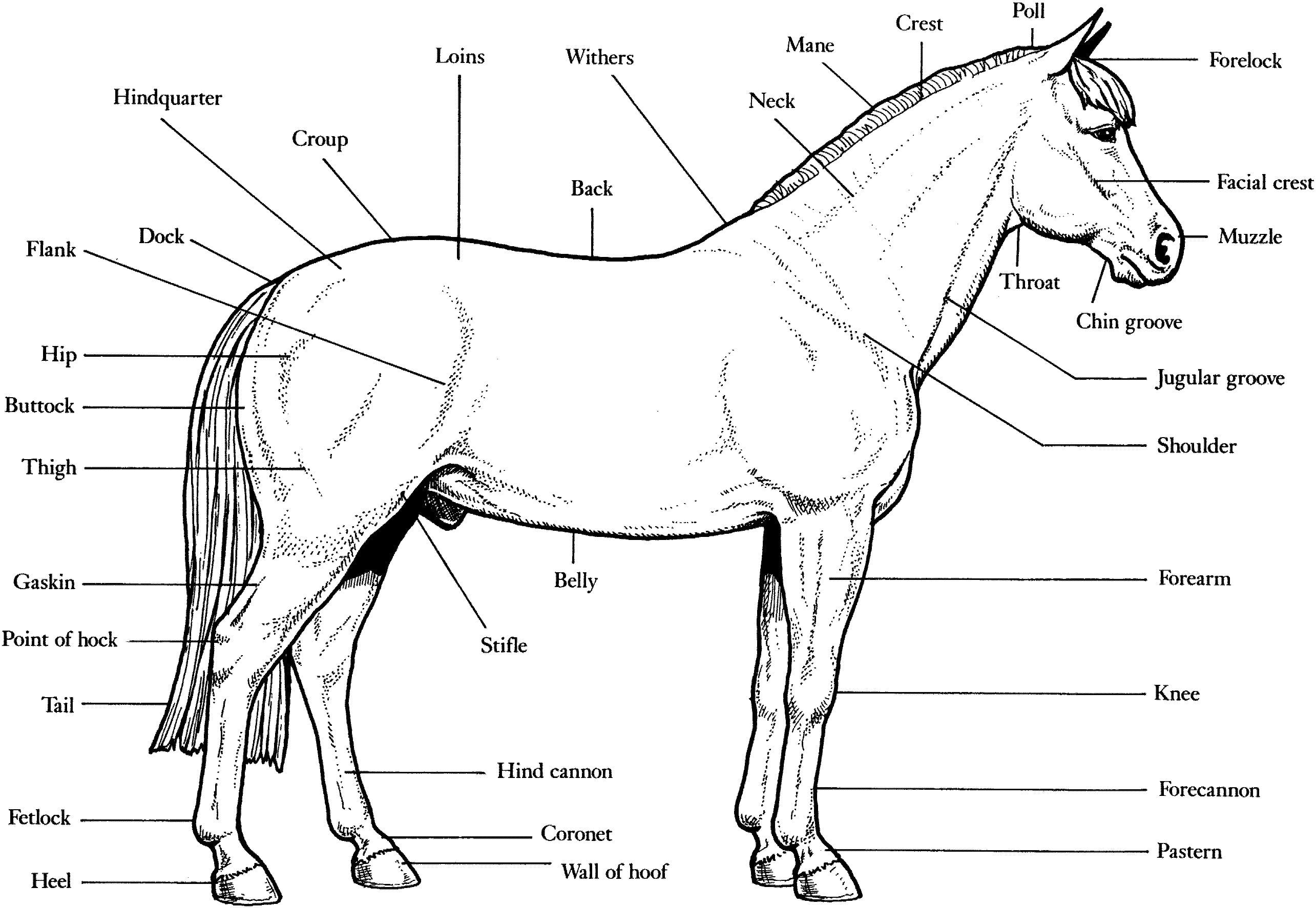 Horse Identification