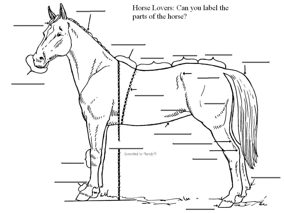 Horse Anatomy Worksheet For Kids