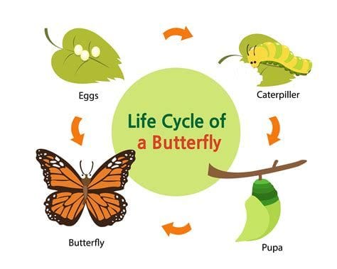 The Life Cycle of a Butterfly