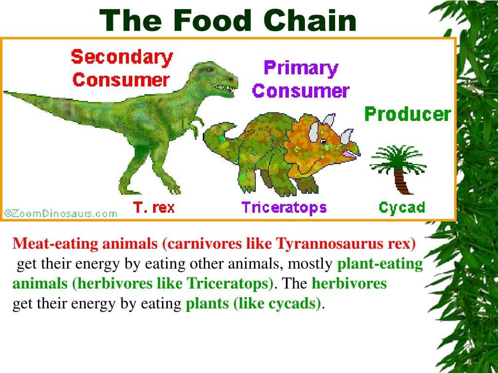 Dinosaur Food Chain