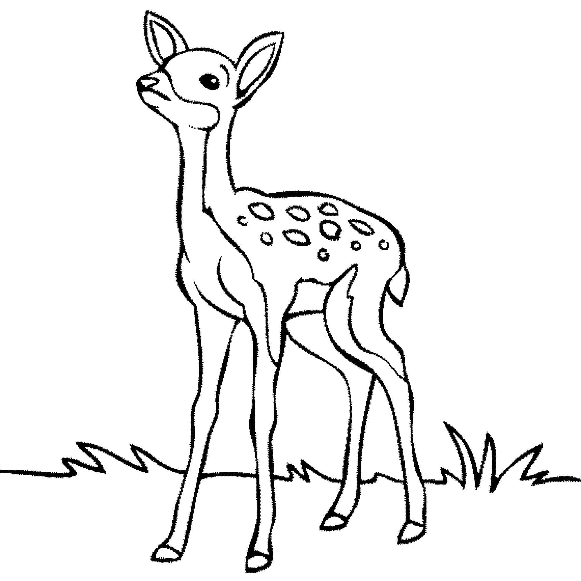 Free printable deer coloring pages