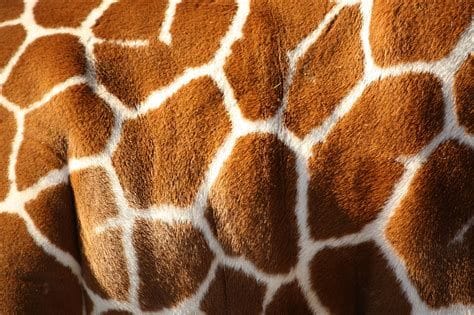 Giraffe Pattern