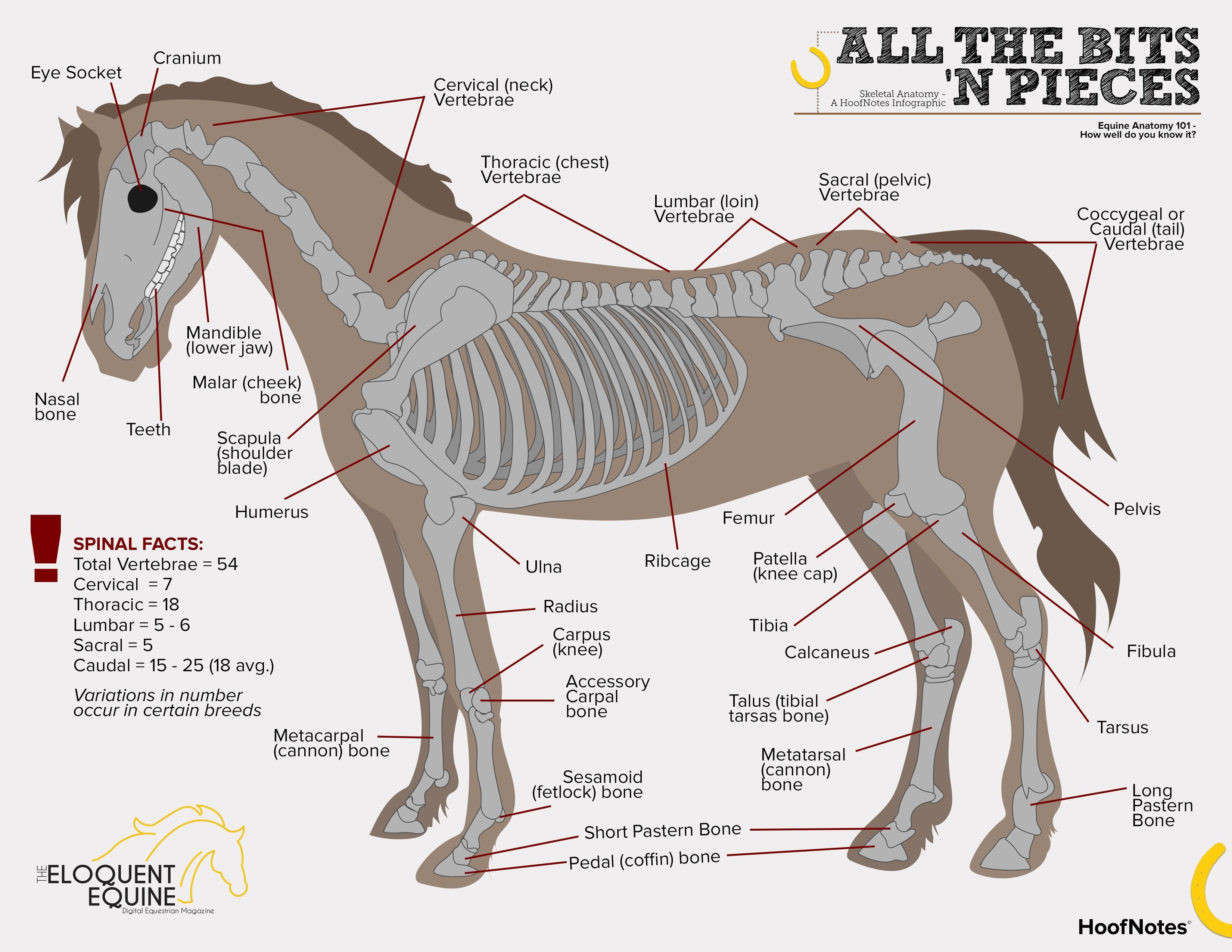 The External Structure of a Horse