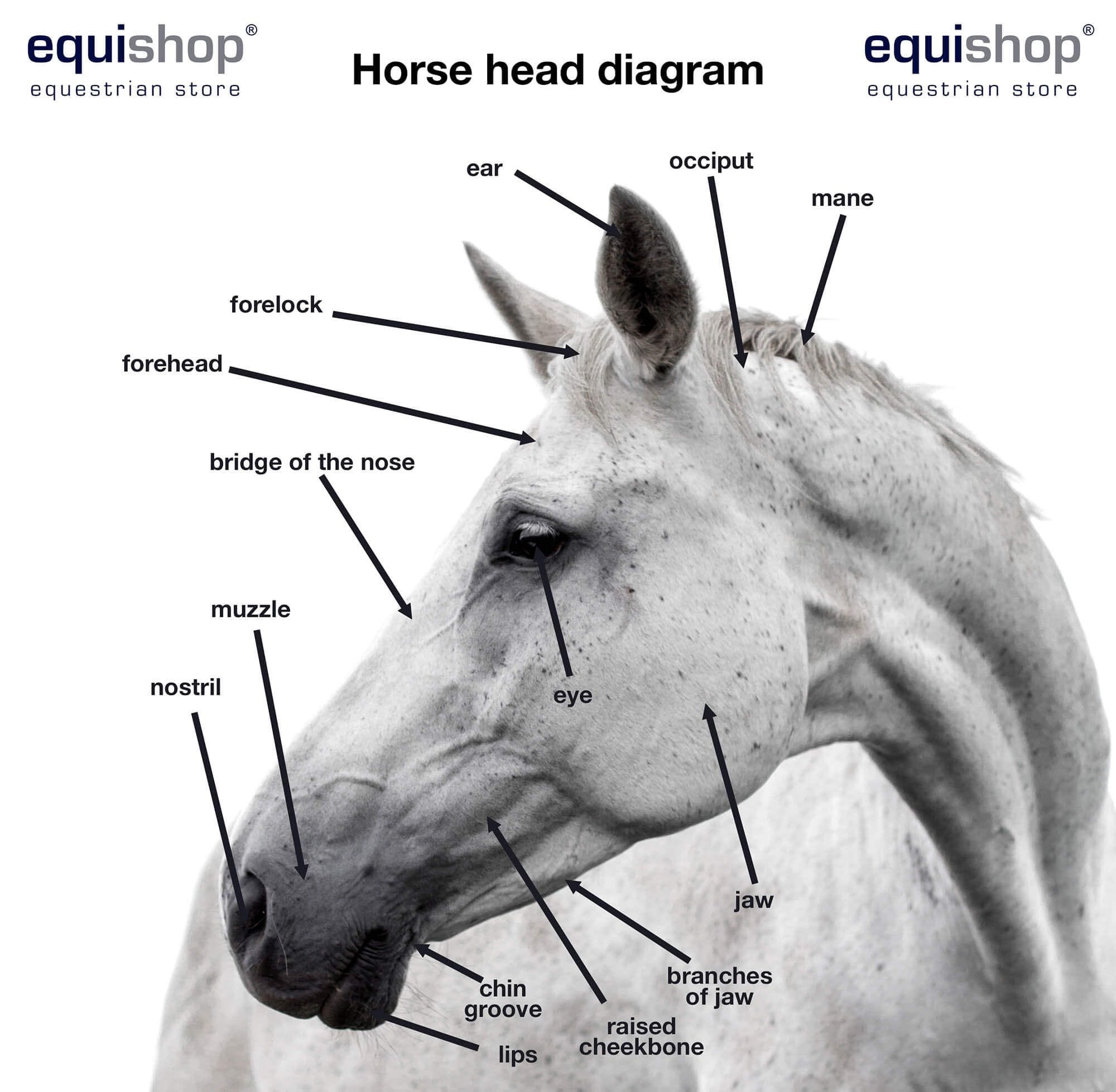 The Key Parts of a Horse's Head