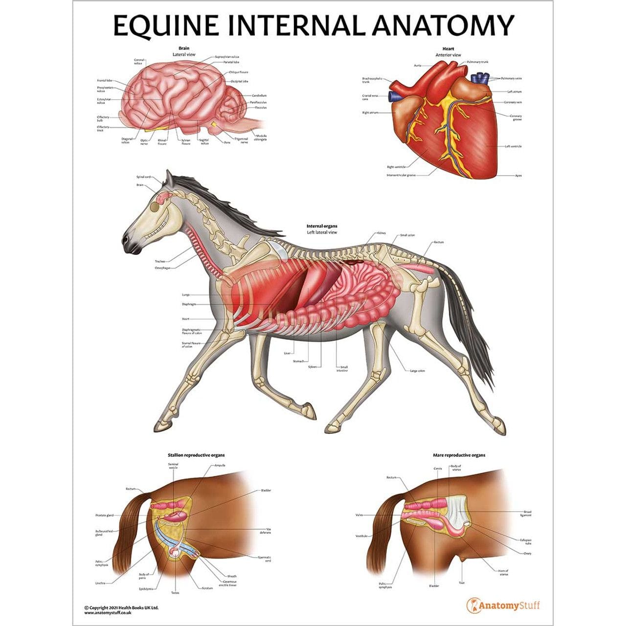 The Internal Structure of a Horse