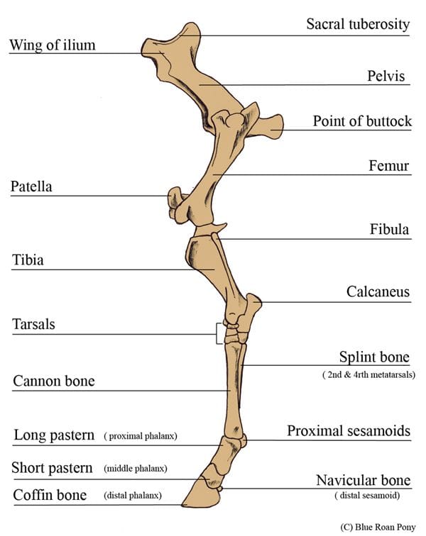 The Key Parts of a Horse's Legs