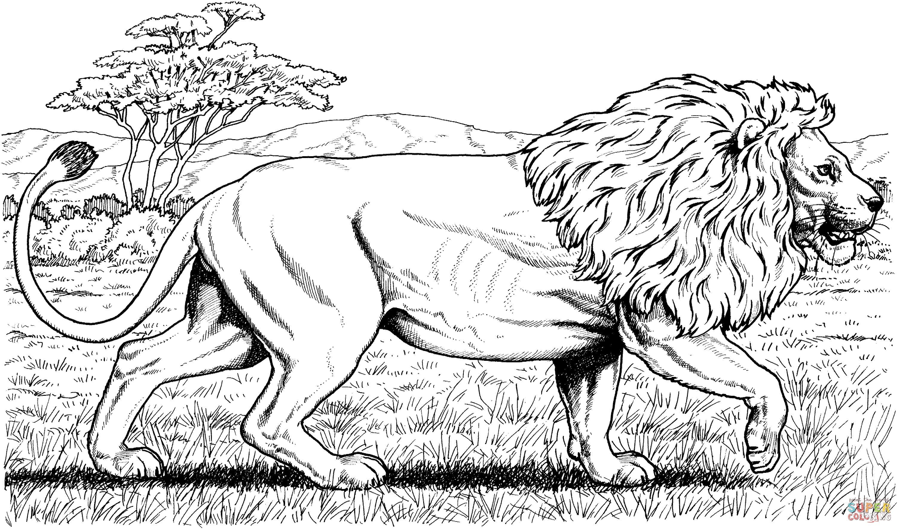 Lion Coloring Page