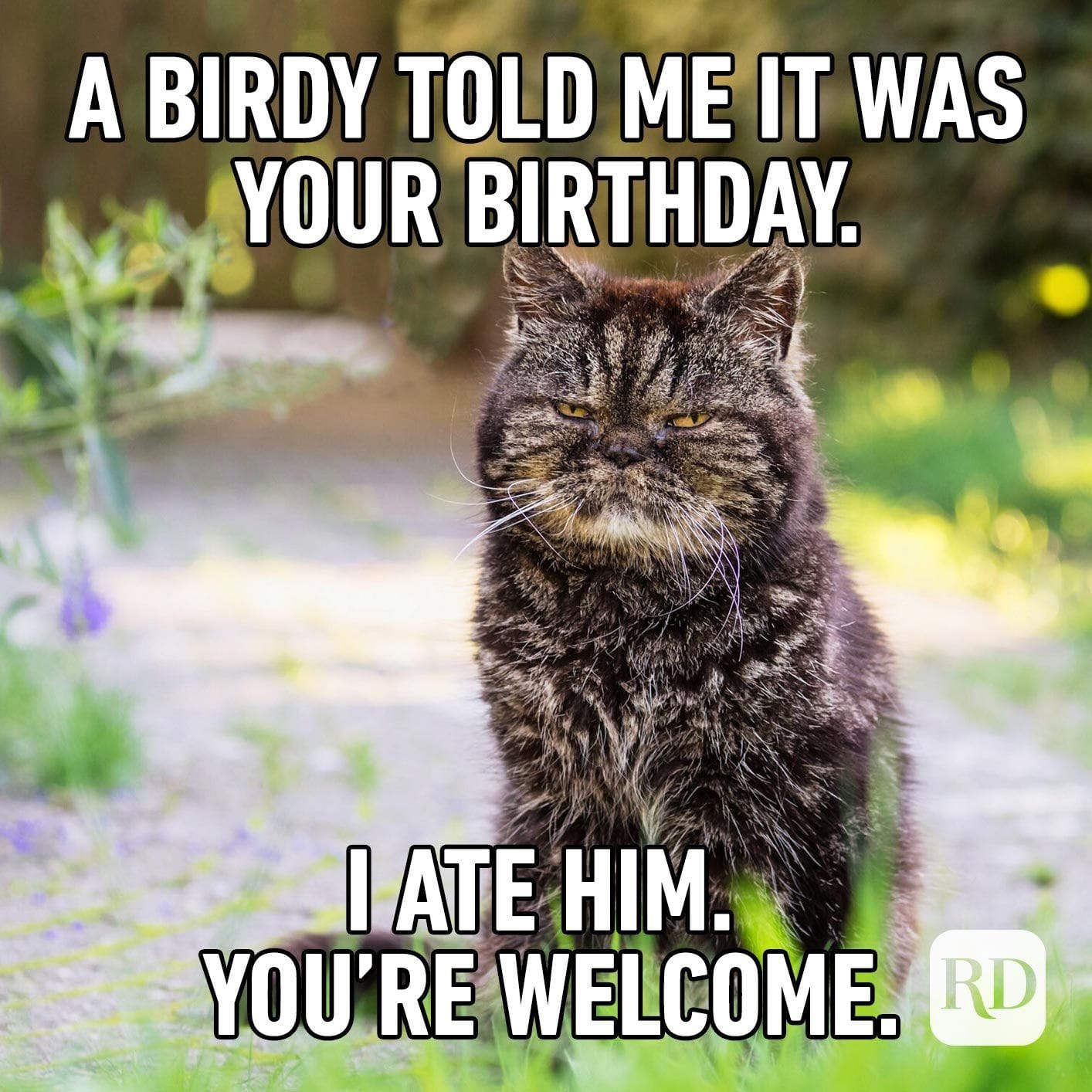 Meme Birthday Cards