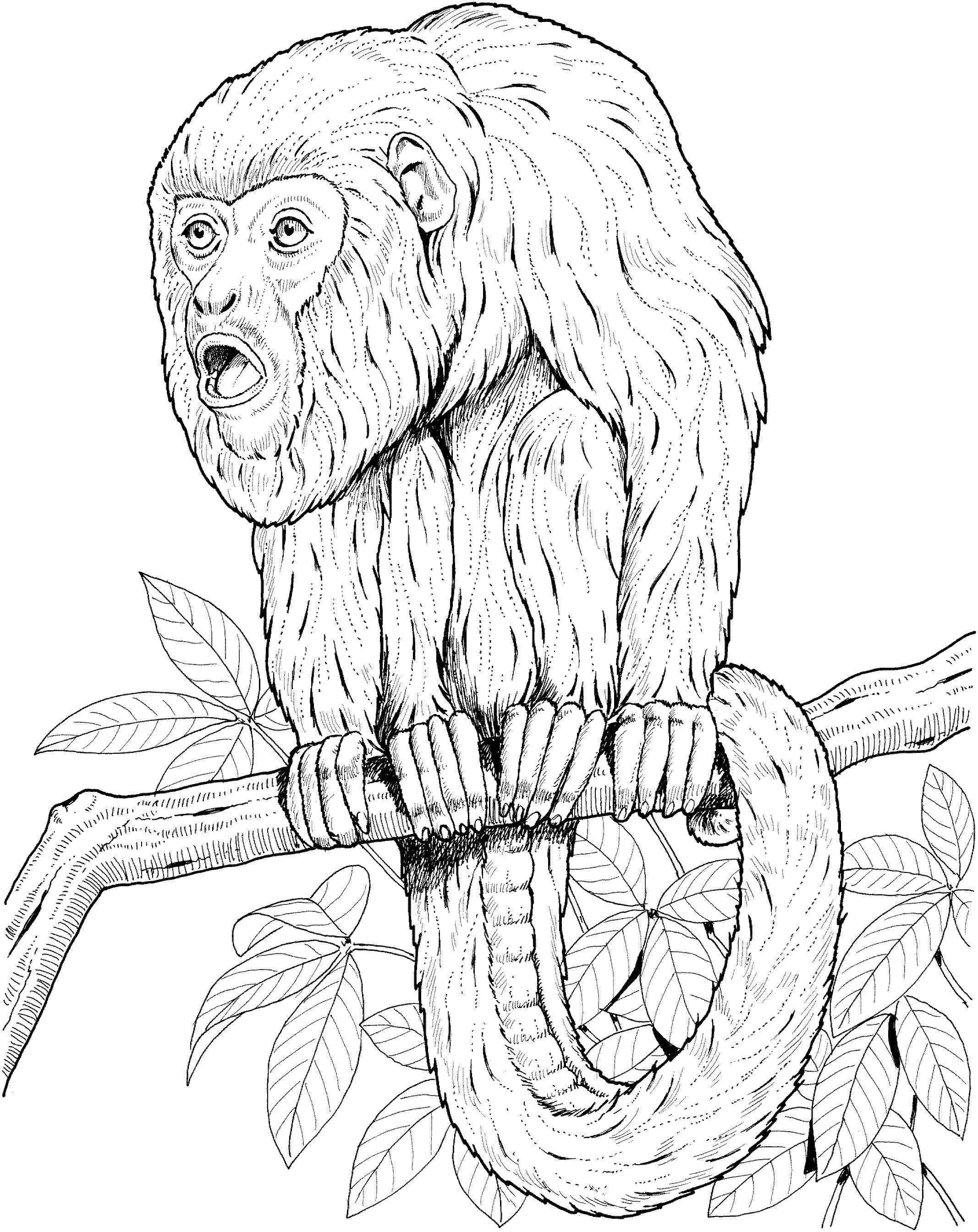 Monkey Coloring Page