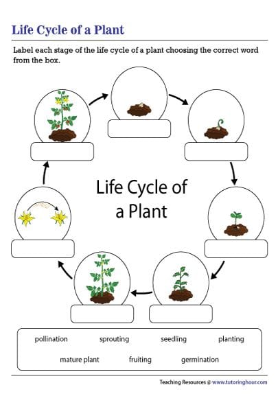 Plant Life Cycle Connect-the-Dot