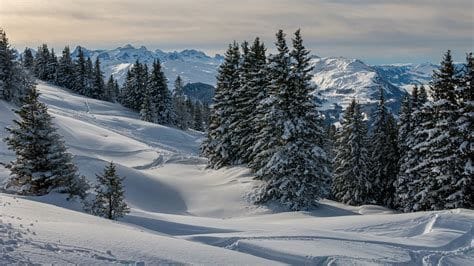 Snow-Covered Forest Snow Globe